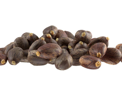 Caster seed pile 3D Model