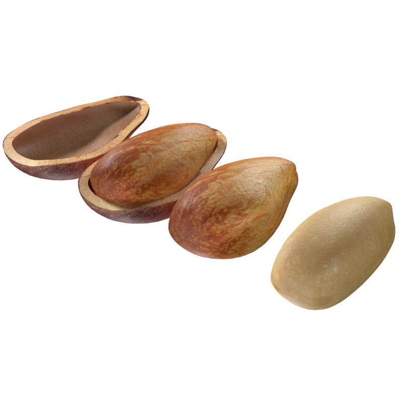 Cedar Nut Model 3D .c4d .max .obj .3ds .fbx .stl .blend