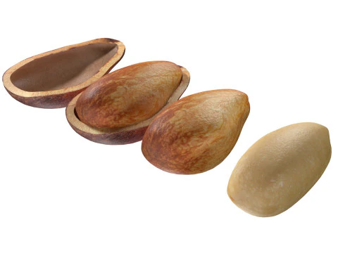 nuez de cedro Modelo 3D