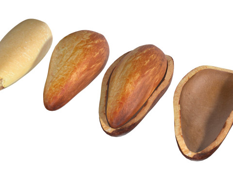 Cedar Nut Model 3D