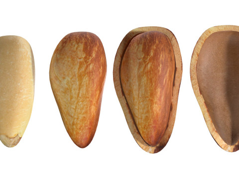 Cedar Nut Model 3D