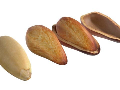 Cedar Nut Model 3D