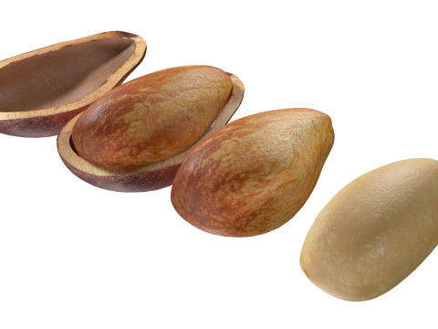 Cedar Nut Model 3D