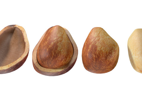 Cedar Nut Model 3D