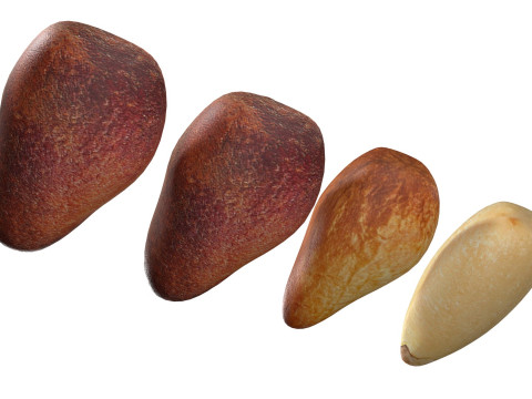Cedar Nut Model 3D