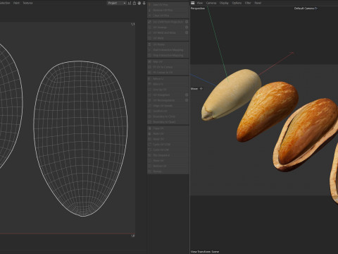 Cedar Nut Model 3D