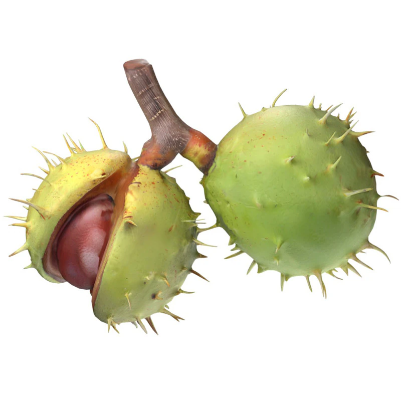 Chesnut green v2 3D Model .c4d .max .obj .3ds .fbx .stl .blend 