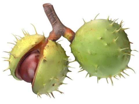 체스넛 그린 v2 3D 모델