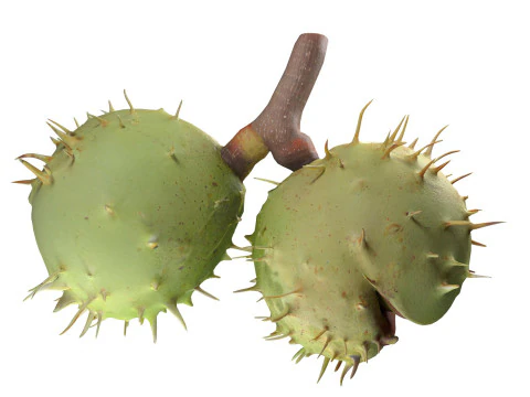 Chesnut green v2 3D Model