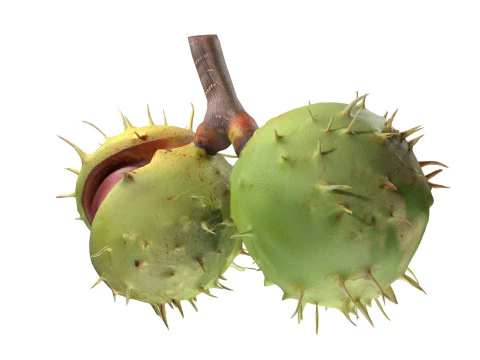 Chesnut green v2 3D Model