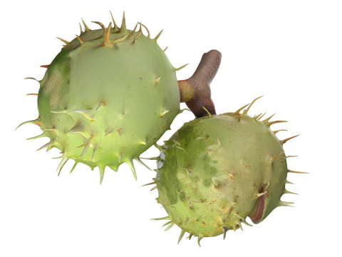 Chesnut green v2 3D Model