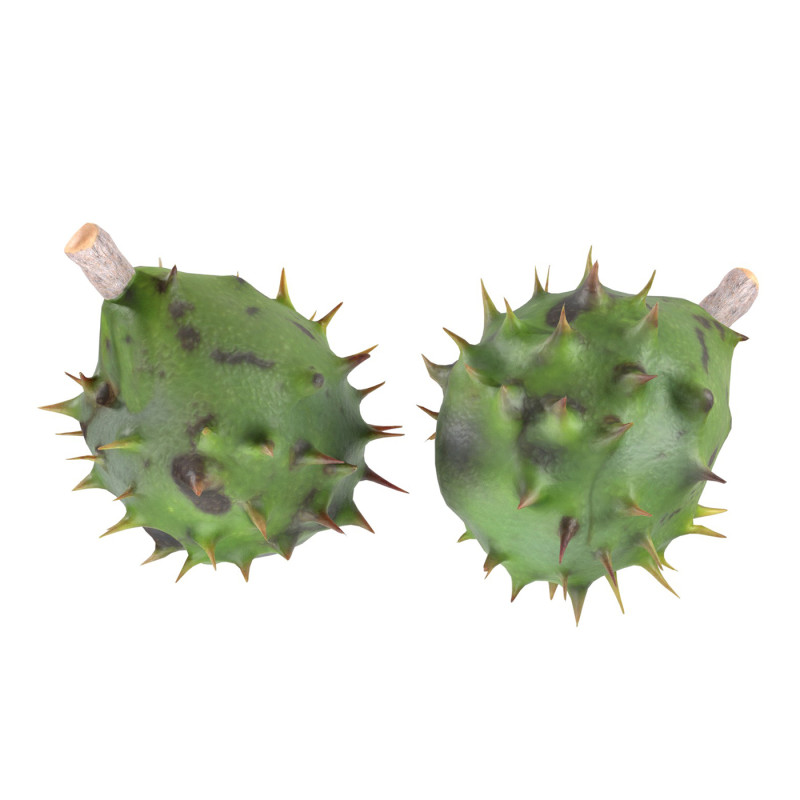 Chestnut green Modelo 3D .c4d .max .obj .3ds .fbx .stl .blend