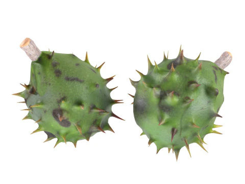 체스트넛 그린 3D 모델