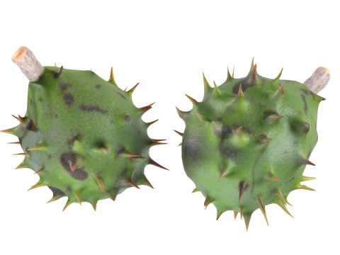 Chestnut green Modelo 3D