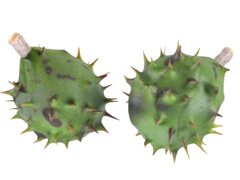 Chestnut green 3D Model
