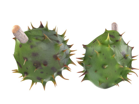 Chestnut green Modelo 3D