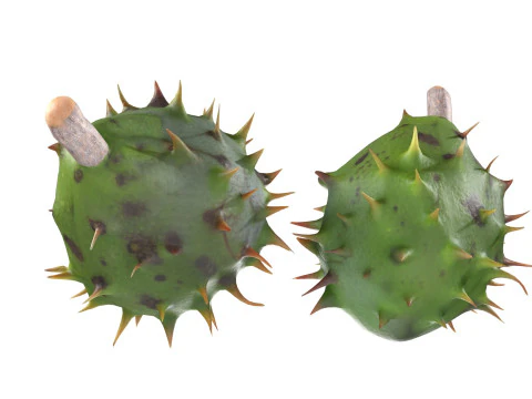 Chestnut green 3D Model