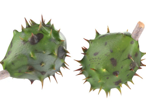 Chestnut green 3D Model