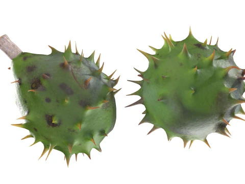 Chestnut green 3D Model