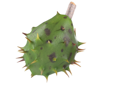 Chestnut green Modelo 3D