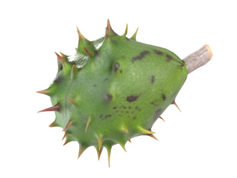 Chestnut green 3D Model