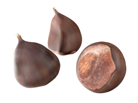 Chestnut kernel Modelo 3D