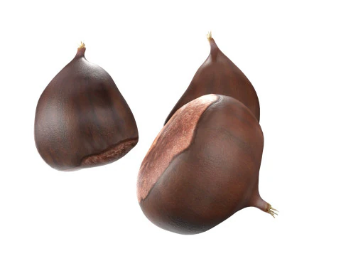 Chestnut kernel 3D Model