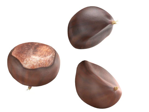 Chestnut kernel 3D Model