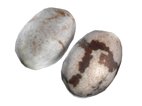 Chia seed Modelo 3D