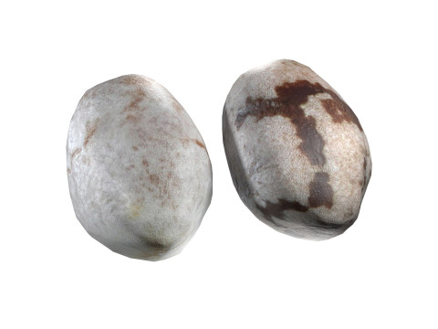 Chia seed 3Dモデル