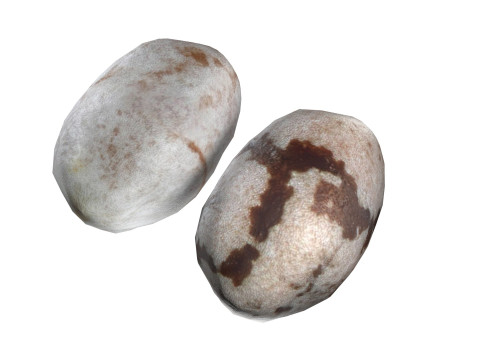 Chia seed 3Dモデル