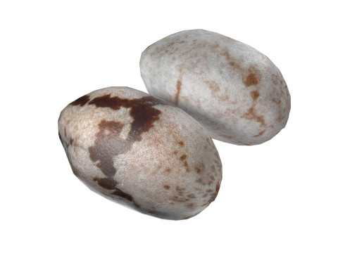 Chia seed 3Dモデル