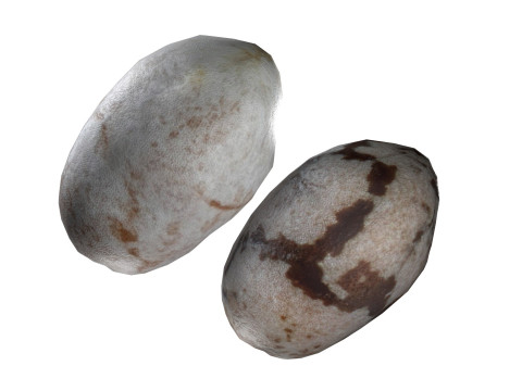 Chia seed 3Dモデル