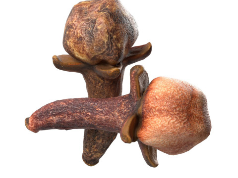 Cloves Model 3D
