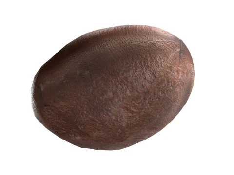 Gr&atilde;o de caf&eacute; v2 Modelo 3D