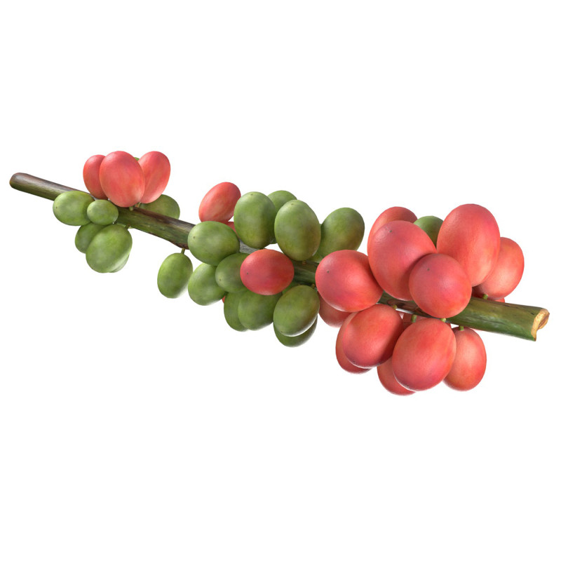 Coffee bean stem 3Dモデル .c4d .max .obj .3ds .fbx .stl .blend