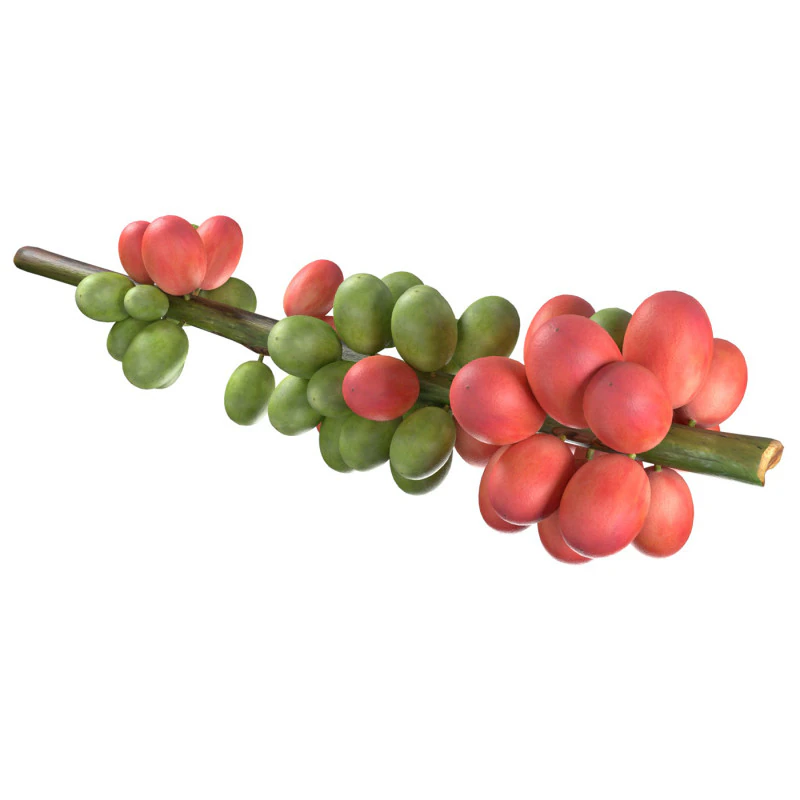 Coffee bean stem 3D Model .c4d .max .obj .3ds .fbx .stl .blend