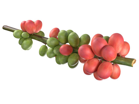 Coffee bean stem Model 3D