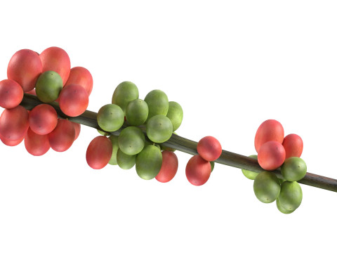 Coffee bean stem 3Dモデル