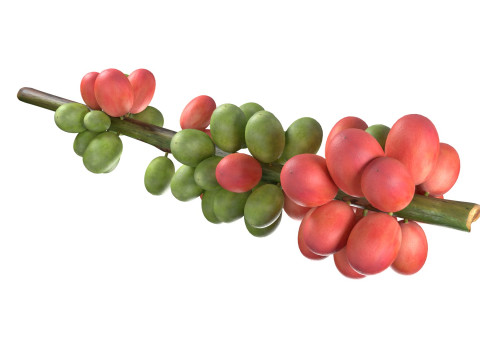 Coffee bean stem 3Dモデル