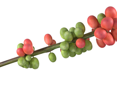 Coffee bean stem 3Dモデル