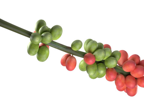 Coffee bean stem 3Dモデル