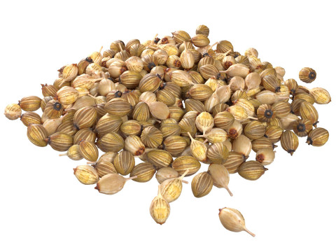 Coriander seed pile Model 3D