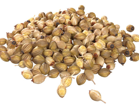 Coriander seed pile 3D Model