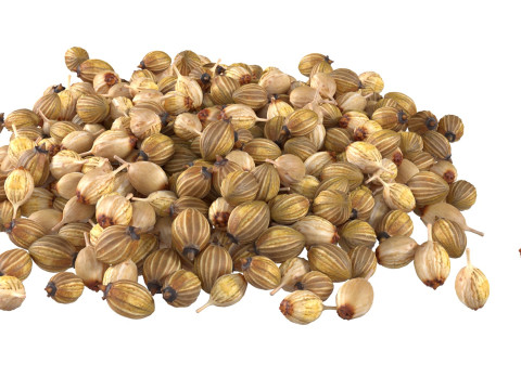Coriander seed pile 3D Model