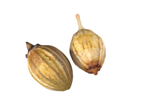 Coriander seeds 3D Model