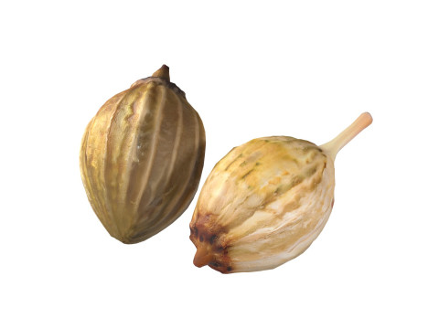 Coriander seeds 3D Model