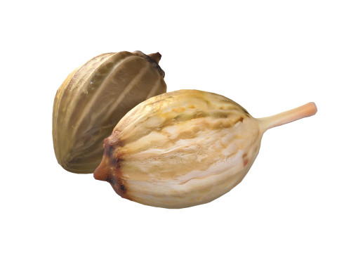 Coriander seeds 3D Model