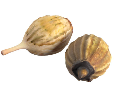 Coriander seeds 3D Model