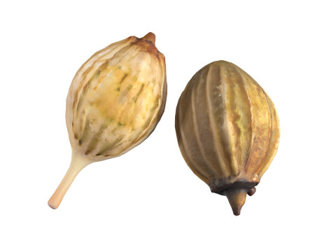 Coriander seeds 3D Model